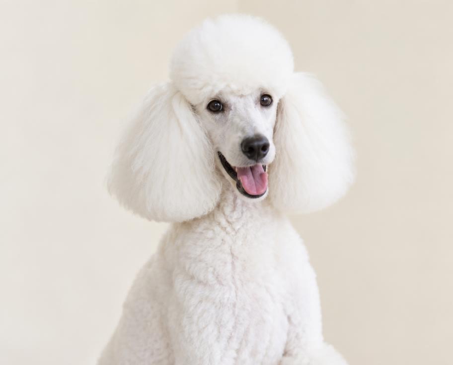 Poodle branco com tosa recém-feita
