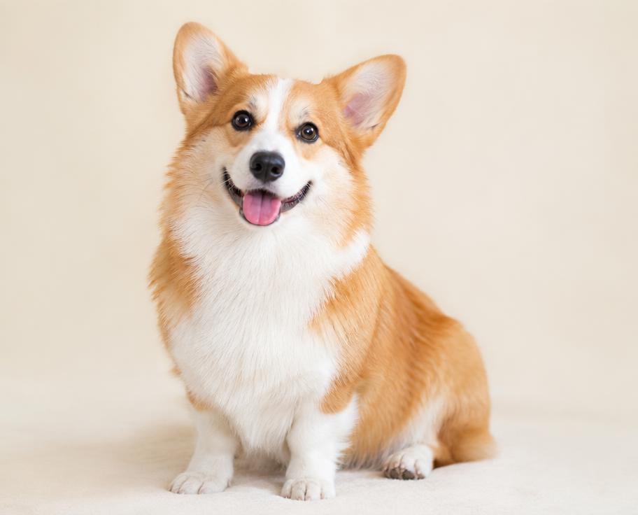 Cachorro corgi de porte médio recém-banhado